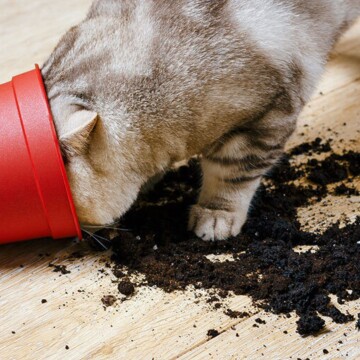 Chat tigré gris avec la tête dans un pot de fleurs rouge renversé, terre répandue sur un sol en bois clair.