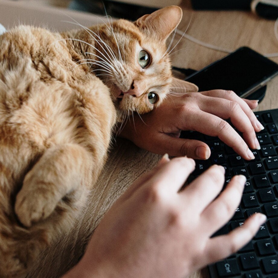 Katze_Homeoffice Katze im Homeoffice