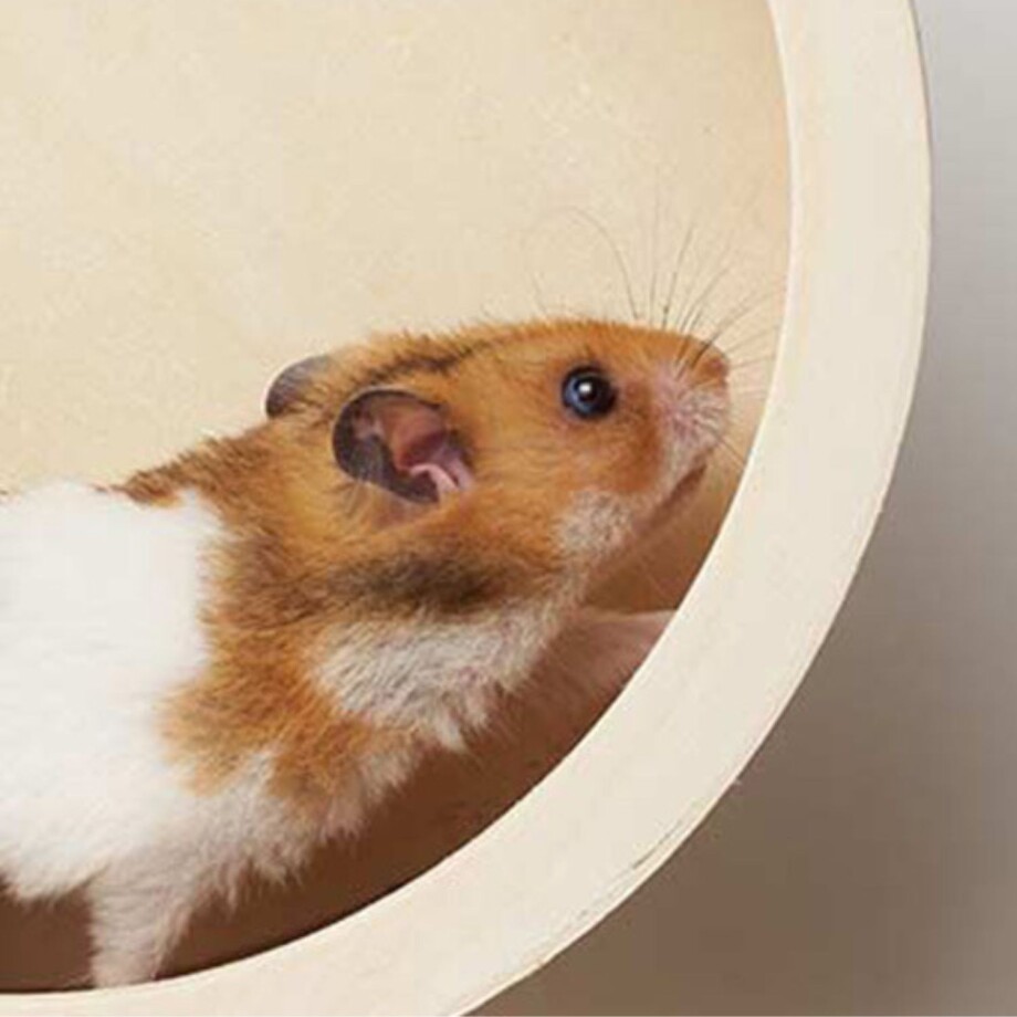 Kleintier_Hamster_Laufrad Ein Hamster im Hamsterrad.