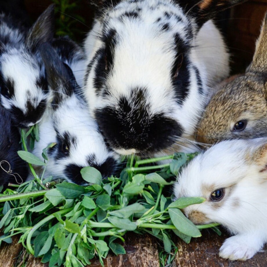 Ein Kaninchen und seine Kaninchenbabys fressen Salat