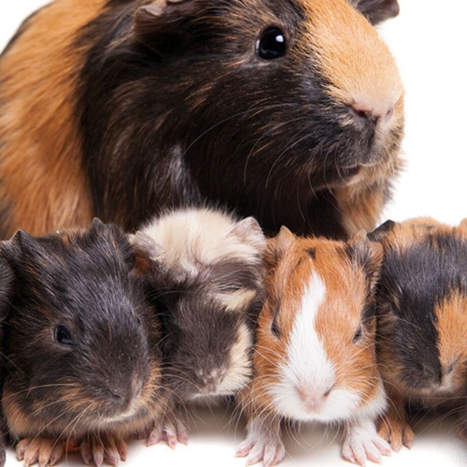 Kleintier_Meerschweinchen-Nachwuchs Ein Meerschweinchen mit Nachwuchs