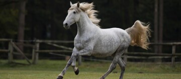 Weißes Pferd galoppiert frei auf einer grünen Wiese vor einem Holzzaun und dunklem Wald