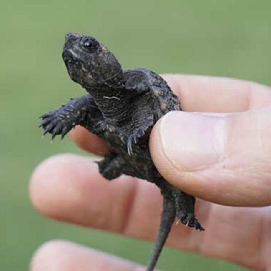 Eine kleine Moschusschildkröte.