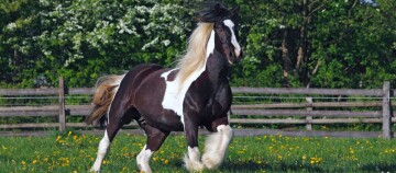 Schwarz-weiß geschecktes Pinto-Pferd galoppiert auf grüner Wiese mit Löwenzahn vor Holzzaun und blühenden Bäumen