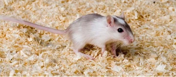 Kleine grauweiße Maus auf Holzspänen in einem Käfig, Haustier-Nagetier