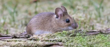 Nahaufnahme einer kleinen braunen Maus auf moosbedecktem Waldboden mit Rinde