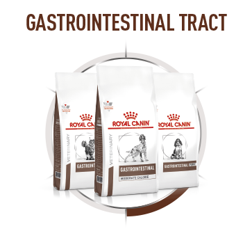 Drei Beutel Royal Canin Tiernahrung für den Gastrointestinaltrakt zur Unterstützung der Verdauungsgesundheit bei Hunden