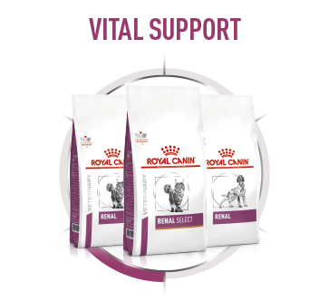 Royal Canin Vital Support Nierendiät Hundefutter Verpackungen in Weiß und Lila für Nierengesundheit