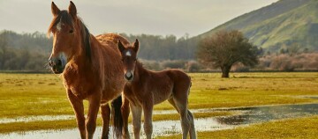 Braunes Pferd mit Fohlen auf einer grünen Wiese mit Wasserpfützen vor einem Hügel und Baum