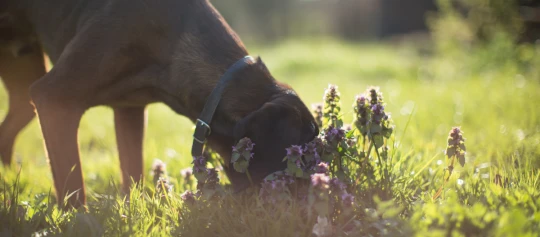 Brauner Hund mit schwarzem Halsband schnüffelt an lila Wildblumen auf sonniger grüner Wiese