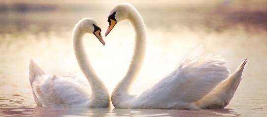 Zwei weiße Schwäne auf ruhigem Wasser, deren Hälse ein Herz formen, symbolisieren Liebe und Harmonie.