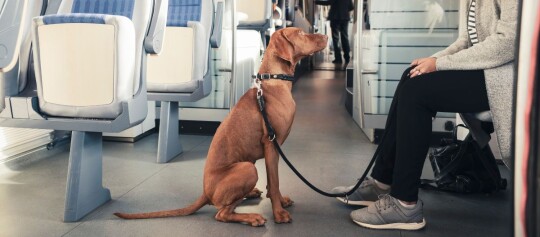 Brauner Hund sitzt an der Leine neben einer sitzenden Person in einem modernen Zugabteil