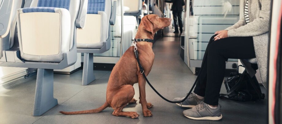 Ein Hund sitzt angeleint in einer Regionalbahn