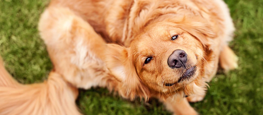 Golden Retriever kratzt sich hinter dem Ohr