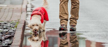 Kleiner Hund in rotem Mantel trinkt Wasser aus einer Pfütze auf der Straße, geführt von einer Person mit braunen Hosen und schwarzen Schuhen.