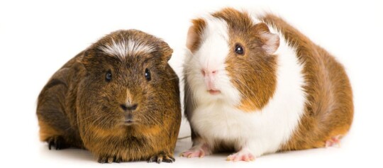 Dwie świnki morskie o brązowym i biało-brązowym futrze siedzą obok siebie na białym tle