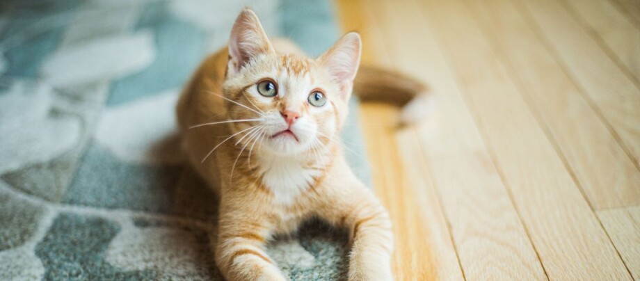 Katze liegt zufrieden auf Teppich