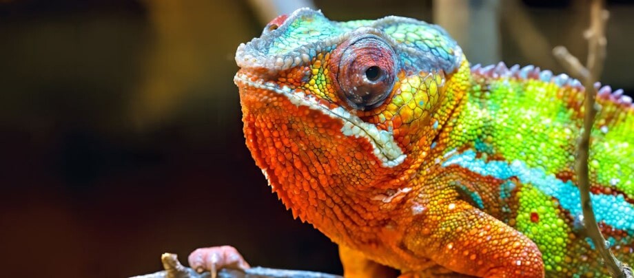 Jaki kolor ma kameleon? Jak i dlaczego zmienia barwę?