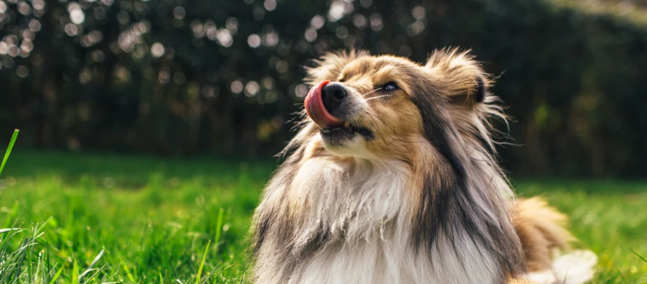 Superfood_dog_3