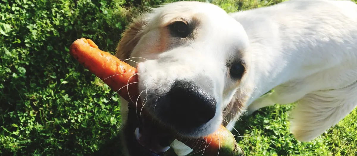 Glücklicher Golden Retriever Hund hält große Karotte im Maul auf grünem Gras im Freien