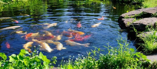Kolorowy staw z wieloma karpiami koi, otoczony zielonymi roślinami i kamieniami w spokojnym ogrodzie.
