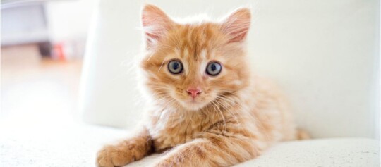 Uroczy pomarańczowy kotek z niebieskimi oczami leżący na jasnej kanapie