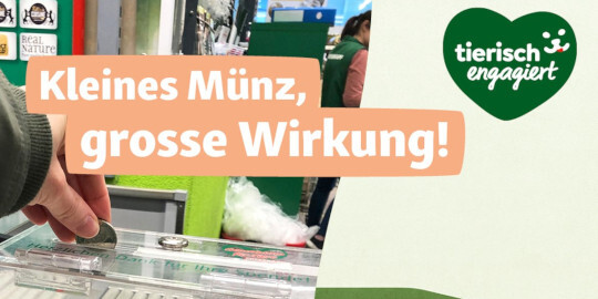 spendenkaesseli_CH Hand wirft eine kleine Münze in eine transparente Spendenbox – Kleines Münz, grosse Wirkung – tierisch engagiert Tierschutzkampagne