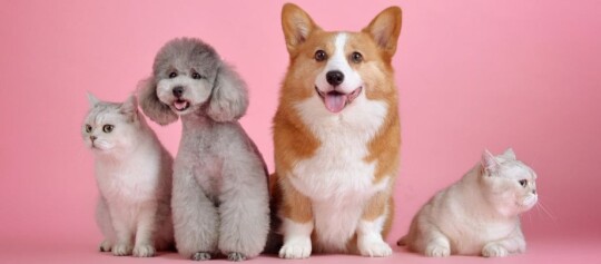 Dwa koty i dwa psy siedzą obok siebie na różowym tle, w tym szary pudel i radosny corgi.