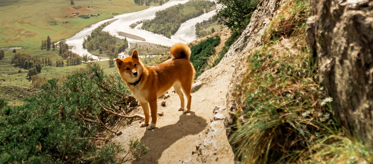 0323_APP_1200x527px_Urlaub-mit-Hund
