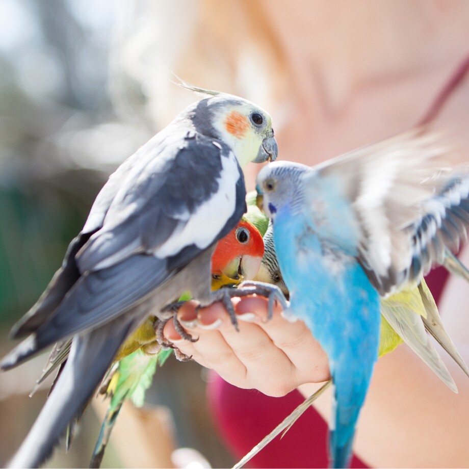 Ziervögel fressen aus Hand