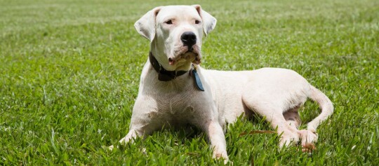 Weißer Hund liegt entspannt auf grünem Gras im Freien