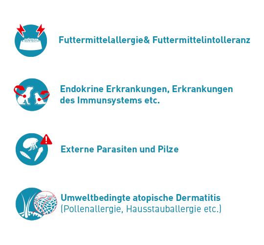 Derma_Graphics-1 Symbole und Texte zu Futtermittelallergie, endokrinen Erkrankungen, externen Parasiten, Pilzen und umweltbedingter atopischer Dermatitis bei Tieren.