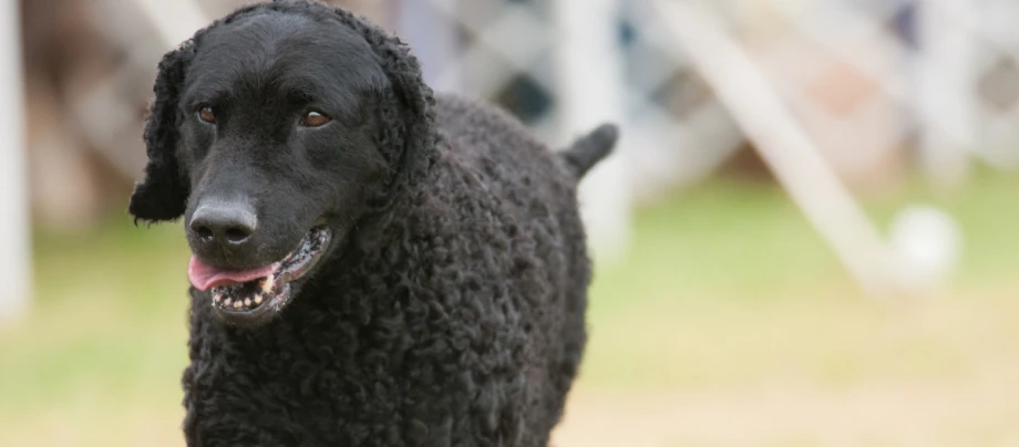 Curly Coated Retriever läuft über eine Wiese