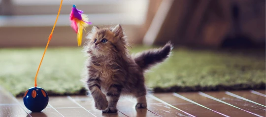 Fluffy brown tabby kitten playing with colorful feather toy on wooden floor in cozy living room
