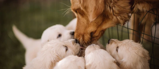 Gros plan d'un chien Golden Retriever adulte interagissant affectueusement avec cinq chiots Golden Retriever, symbolisant les soins et les liens familiaux.