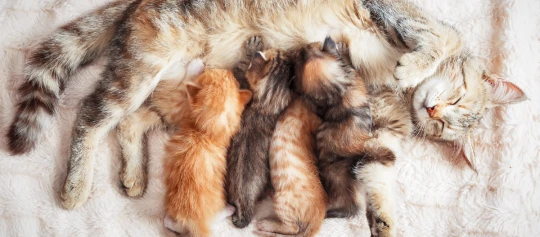 Mutterkatze liegt entspannt auf einer weichen Decke und säugt vier Kätzchen mit unterschiedlichen Fellfarben.