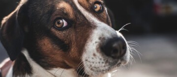 Nahaufnahme eines Hundes mit braunen Augen und mehrfarbigem Fell, der aufmerksam in die Kamera schaut