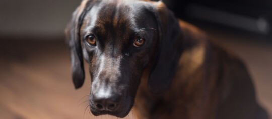 Nahaufnahme eines braun-schwarzen Hundes mit ausdrucksvollen braunen Augen, der aufmerksam in die Kamera schaut.