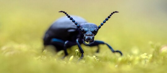 Nahaufnahme eines schwarzen Käfers mit gebogenen Fühlern auf moosbedecktem Boden in natürlicher Umgebung