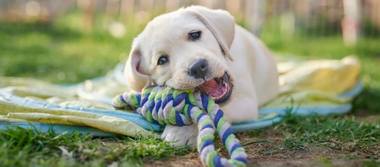 Labrador-Welpe spielt draußen mit buntem Seilspielzeug auf einer Decke im Gras