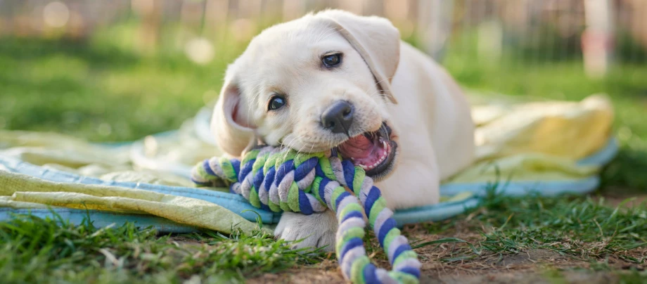 Labrador-Welpe kaut im Freien auf einem Spielzeug