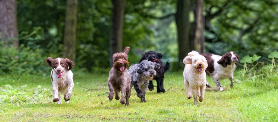 Mehrere Hunde verschiedener Rassen, die freudig auf die Kamera zulaufen.