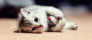 Niedliches graues und weißes Kätzchen liegt auf dem Teppich und spielt mit einer kleinen Spielzeugmaus mit roter Nase.