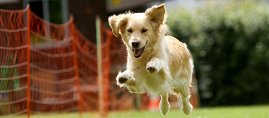 Glücklicher Golden Retriever springt auf einer grünen Wiese vor einem orangen Sicherheitsnetz
