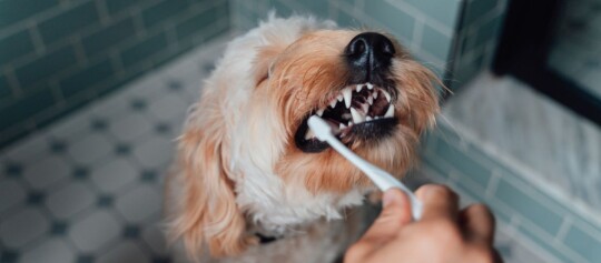 Petit chien à poil clair se faisant brosser les dents dans une salle de bain carrelée
