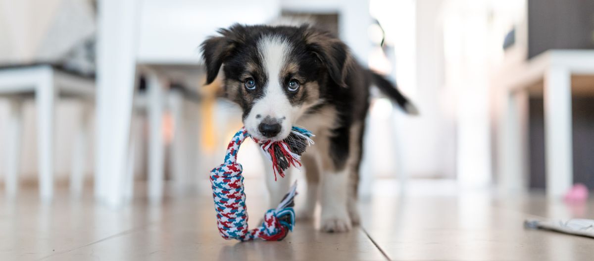 Welpe trägt Spielzeug