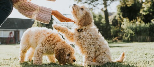Deux chiots duveteux jouent dans un jardin ensoleillé, l'un donne la patte à une personne portant un pull tricoté.
