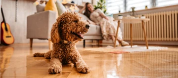 Glücklicher lockiger Hund liegt auf glänzendem Holzboden im gemütlichen Wohnzimmer mit Frau auf Sofa im Hintergrund