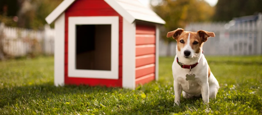 Jack Russel Terrier sitzt vor einer rot-weißen Hundehütte.