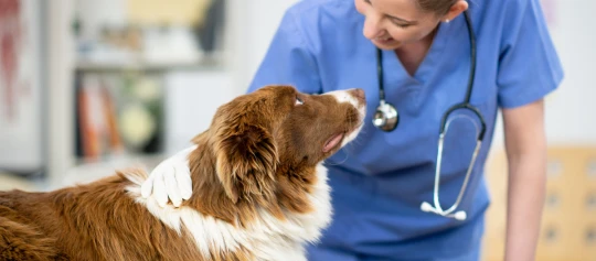 Tierärztin untersucht freundlich einen braun-weißen Hund in der Tierklinik mit Stethoskop und Handschuhen